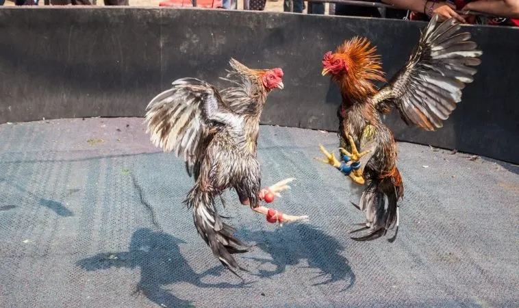 Bí Quyết Chơi Đá Gà WS168 Tại 8Day Thắng Lớn Mỗi Ngày 1 Đá Gà WS168 Tại 8Day